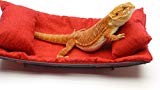 Chaise Lounge for Bearded Dragons, Red Crackle fabric For Sale